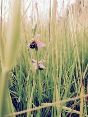 Bee Orchid 2 Jun 2015 2
