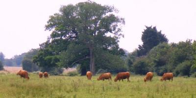resizedimage600300 Cattle